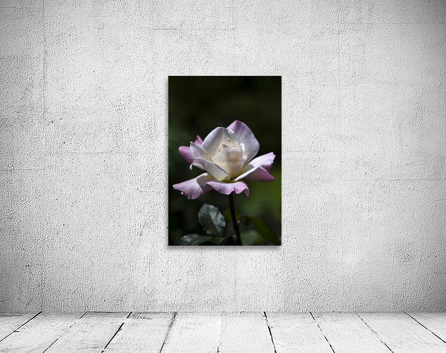 PRISTINE ROSE 2 DSC 8593 Edit Wall Preview