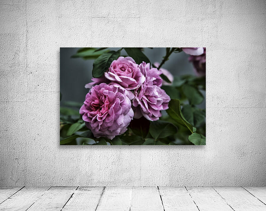 TOO ROSY Wall Preview