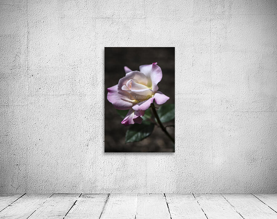 PRISTINE ROSE DSC 8594 Wall Preview