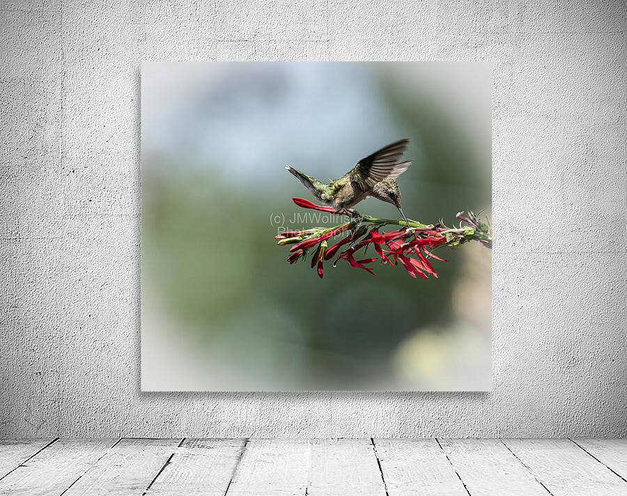 Hummingbird Nectar Break 8504951 Wall Preview
