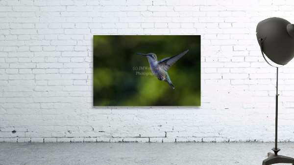 HUMMINGBIRD-PASSING THROUGH Wall Preview