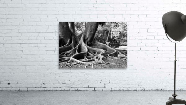 BIG ROOTS BW Wall Preview