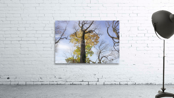 Trees-Almost Bare Wall Preview
