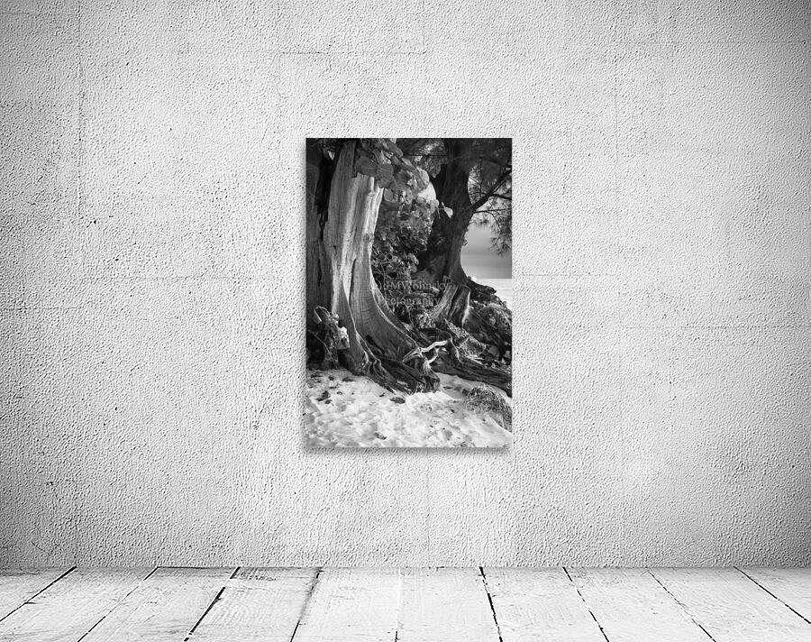 TWISTED ROOTS DSC 7417 Wall Preview