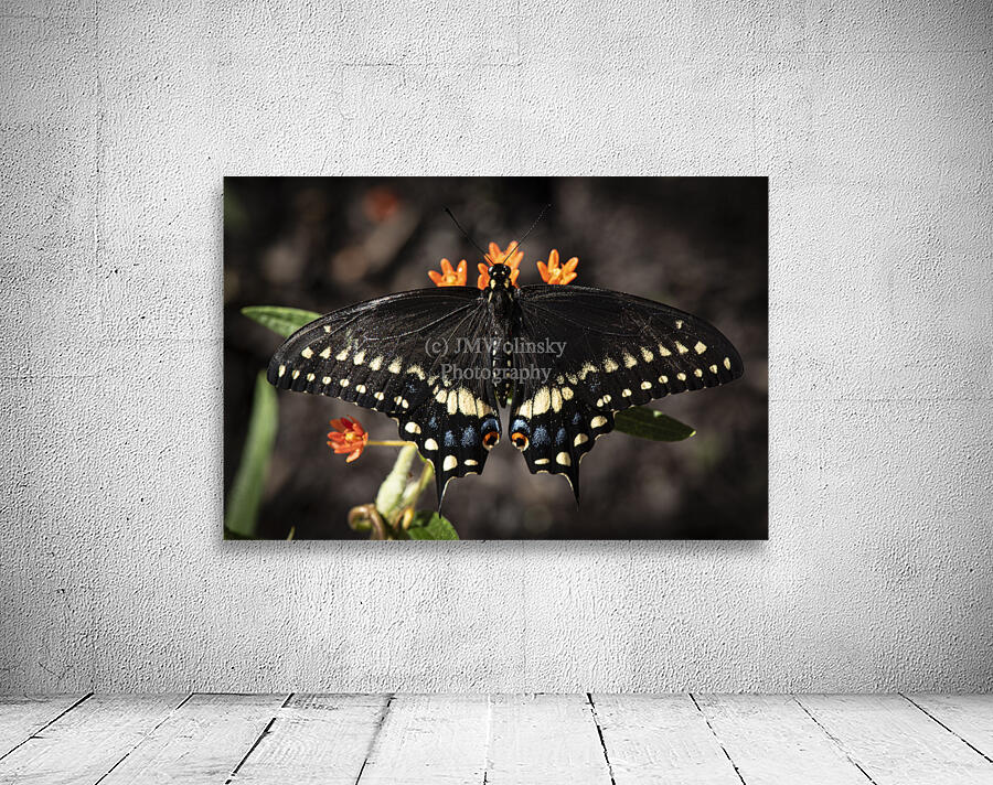 Butterfly-Eastern Black Swallowtail Wall Preview
