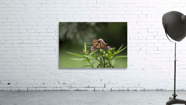 ELEGANCE  PF03121 Wall Preview