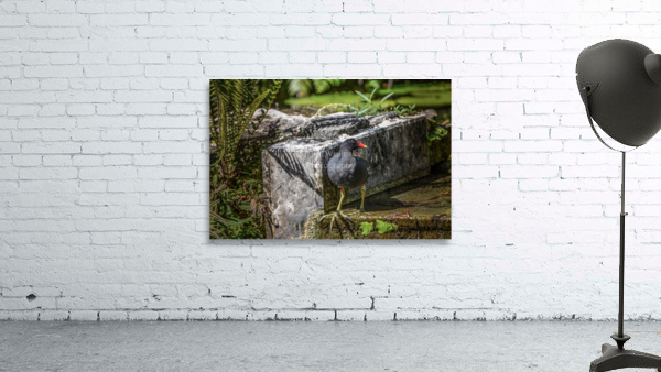 COMMOM MOORHEN Wall Preview