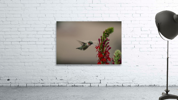 HANDSONE DUDE Wall Preview