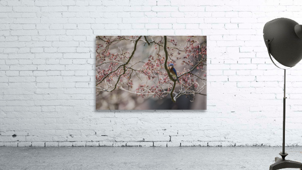 NEST SCOUTING  PF02438 Wall Preview