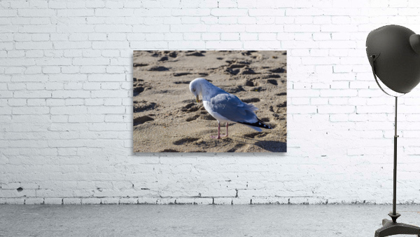 SORRY Wall Preview