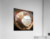 Inside a Translucent Seashell 1 Acrylic Print