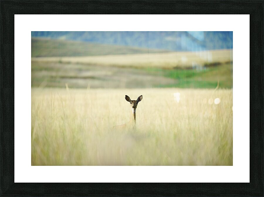 Inquisitive Picture Frame print