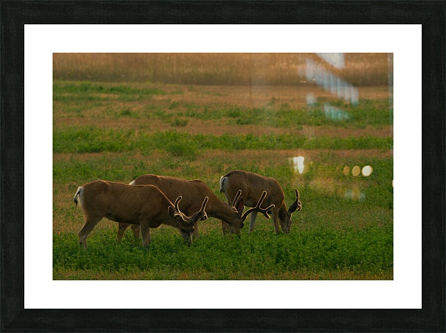 DSC09886 Enhanced SR Picture Frame print