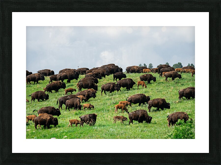 DSC00540 Enhanced SR 2 Picture Frame print