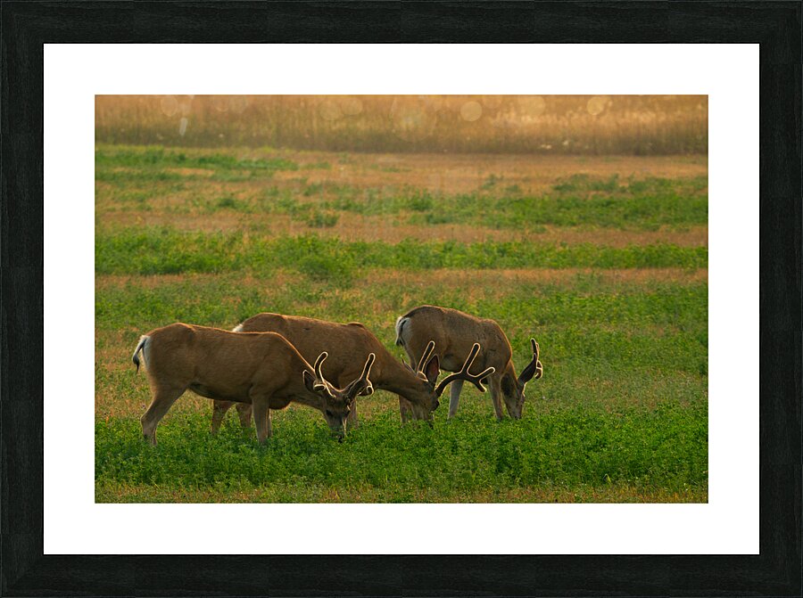 DSC09886 Enhanced SR Picture Frame print