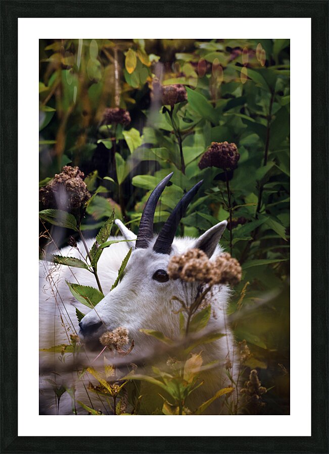 DSC03498 1.5x Picture Frame print