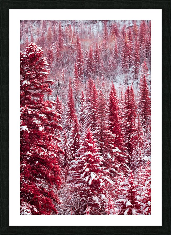 DSC 0138 Picture Frame print