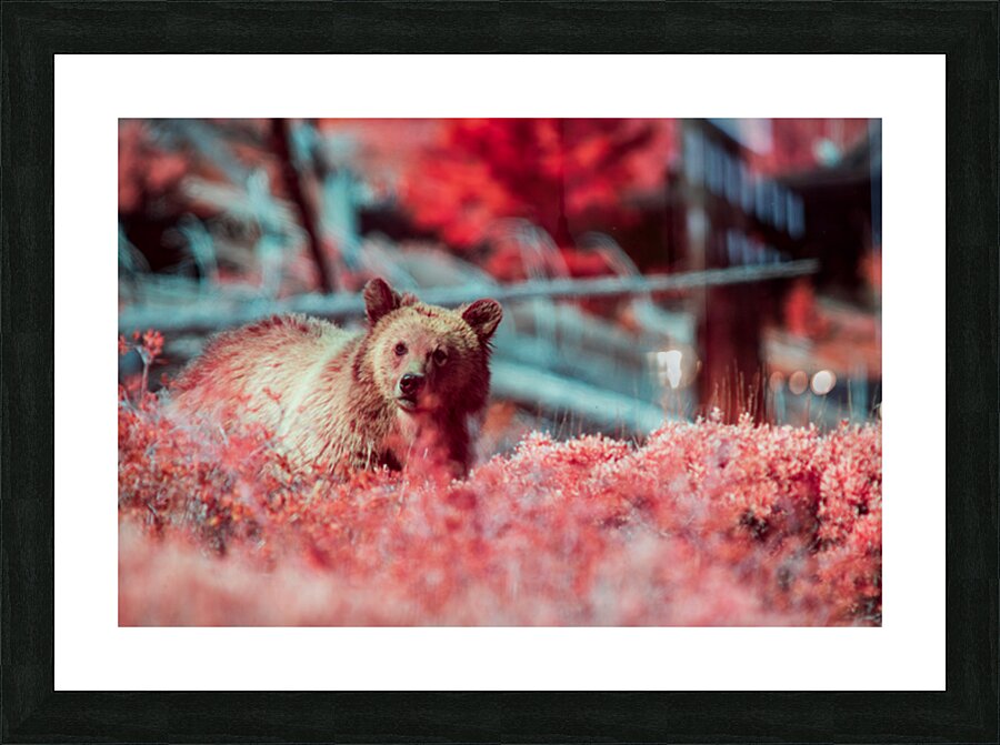 2 12  2 Picture Frame print