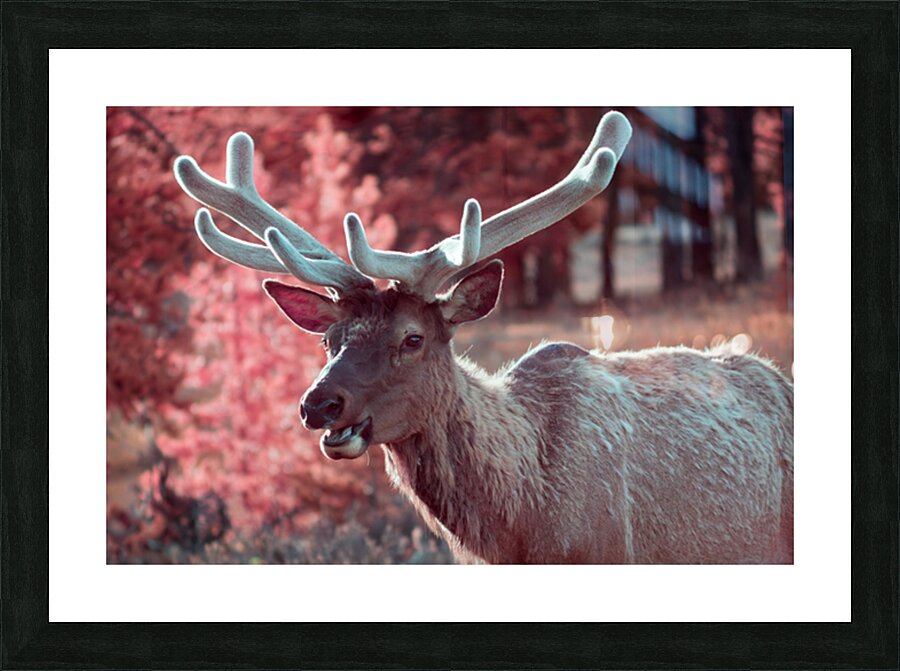2 1 Picture Frame print