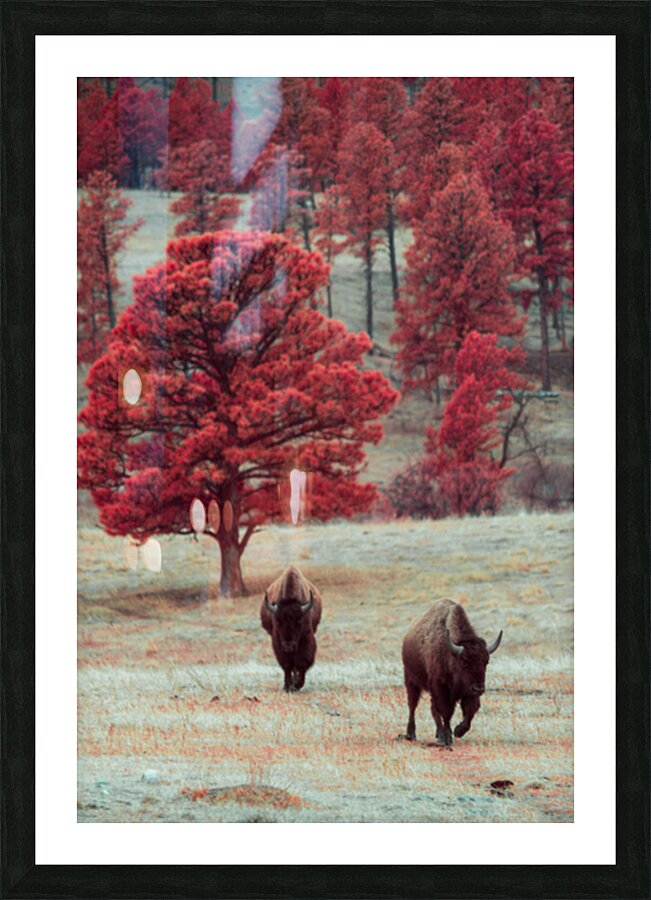 BlackHillsFinal 6 Picture Frame print