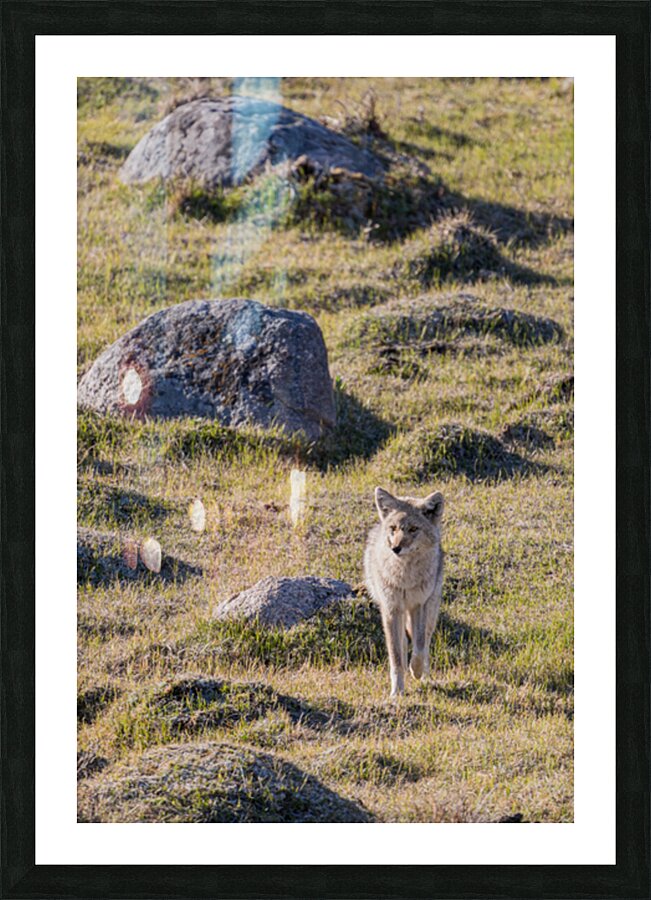 CPP00115 Picture Frame print