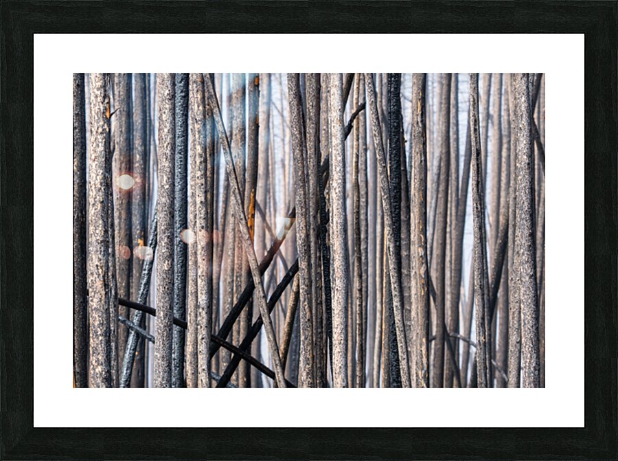 DSC08904 Picture Frame print