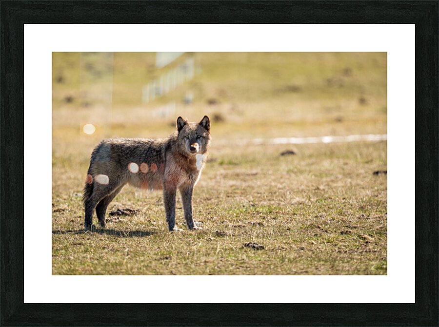 CPP09223 Picture Frame print