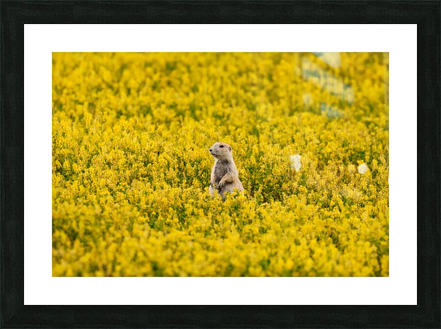 CPP04561 Picture Frame print
