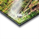 Nature - V Acrylic print