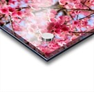 Nature - Cherry tree -XII Acrylic print