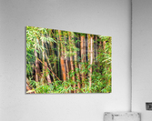 Nature - V Acrylic Print