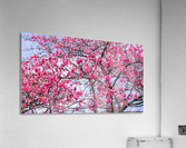 Nature -  Cherry tree - XI Acrylic Print