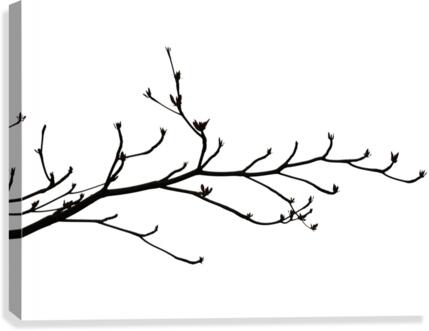 Nature - XXIII Canvas Print