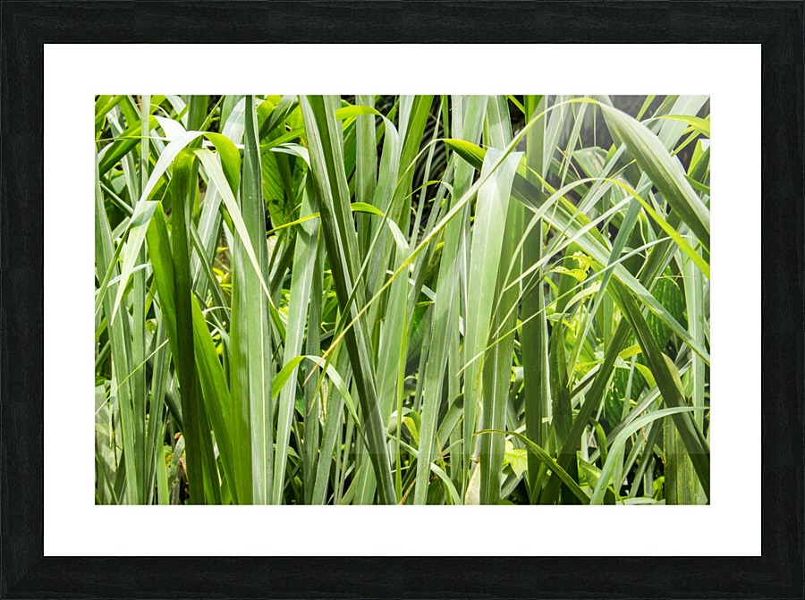 Nature - VI Picture Frame print