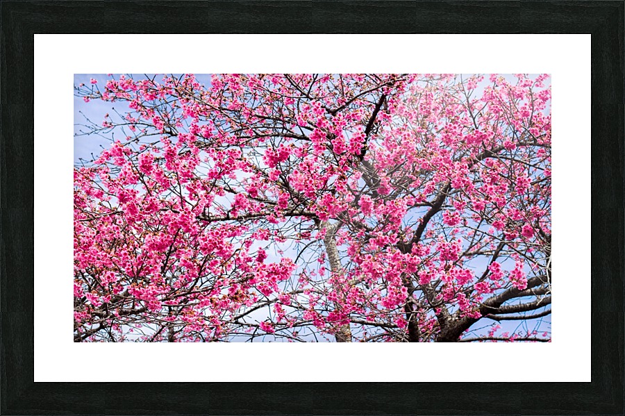 Nature -  Cherry tree - XI Picture Frame print