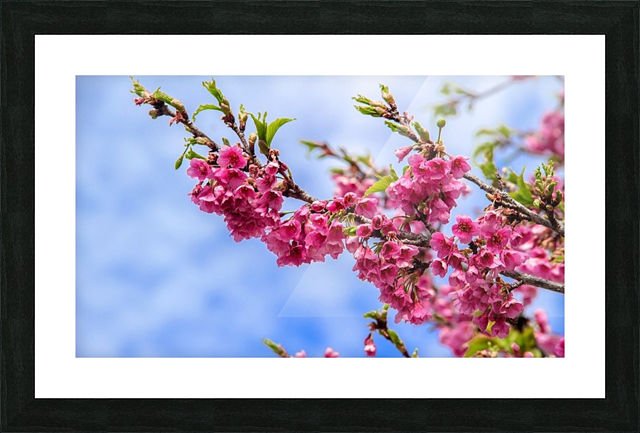 Nature - Cherry tree - XIII  Picture Frame print