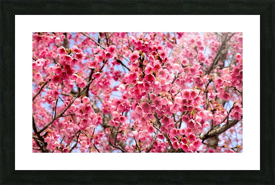Nature - Cherry tree -XII Picture Frame print