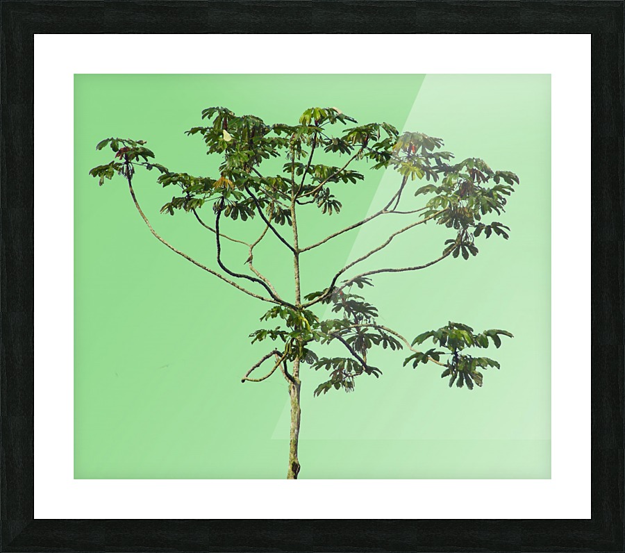 Nature - XIII Picture Frame print