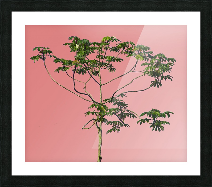 Nature - XIV Picture Frame print