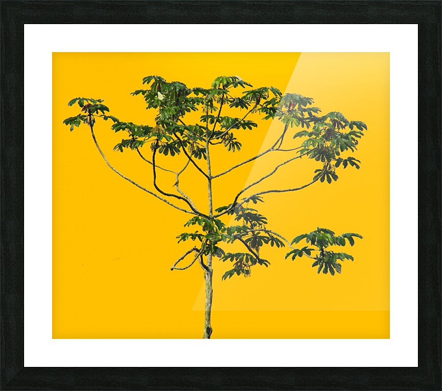 Nature - XVI Picture Frame print