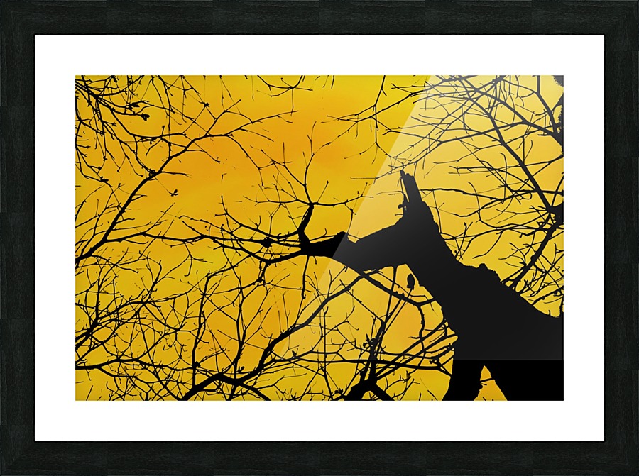 Nature - XIX Picture Frame print