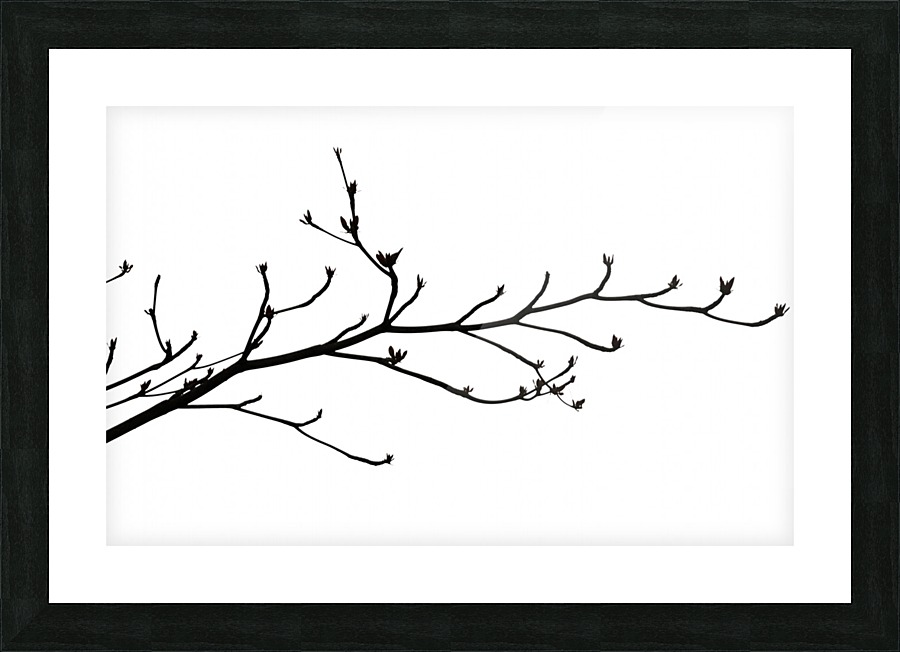 Nature - XXIII Picture Frame print