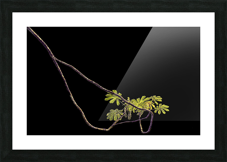 Nature - XIV Picture Frame print