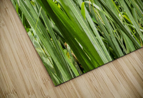 Nature - VI Carlos Wood puzzle