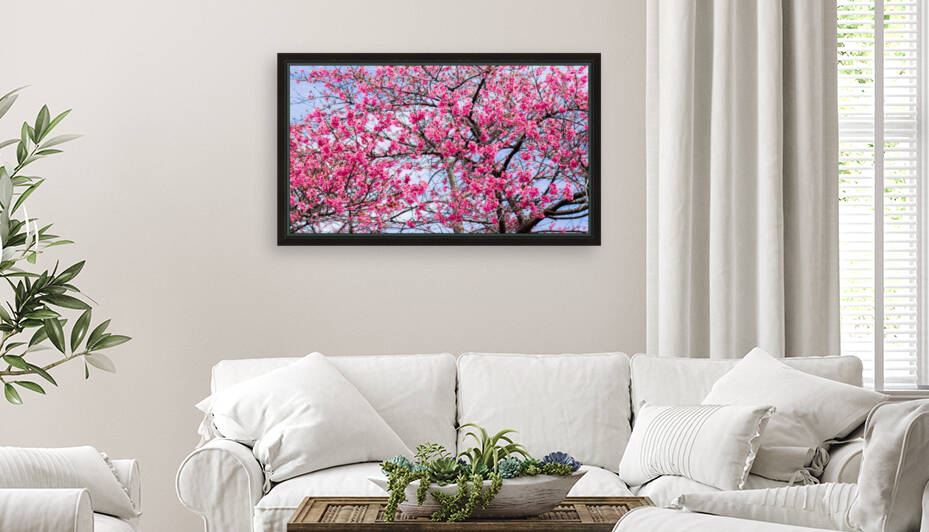 Nature -  Cherry tree - XI Reproduction