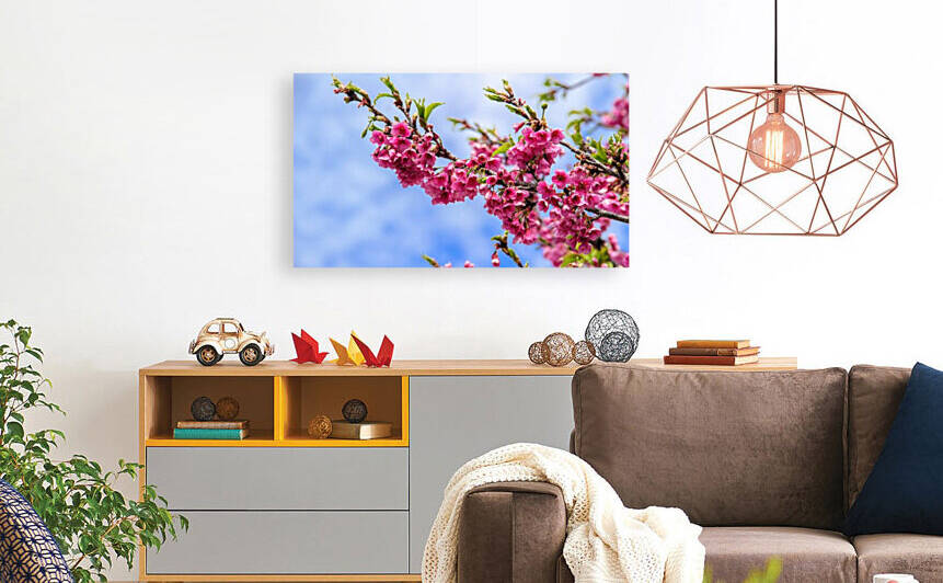 Nature - Cherry tree - XIII  Reproduction