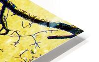 Nature - Tree I HD Metal print
