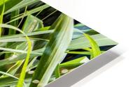 Nature - VI HD Metal print