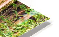 Nature - V HD Metal print