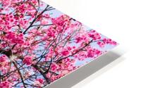 Nature -  Cherry tree - XI HD Metal print